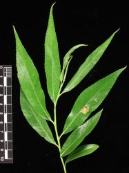 Salix ×fragilis. Upper leaf surfaces.
 Image: D. Glenny © Landcare Research 2020 CC BY 4.0